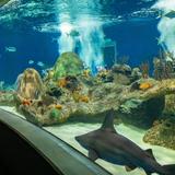 OdySea Aquarium