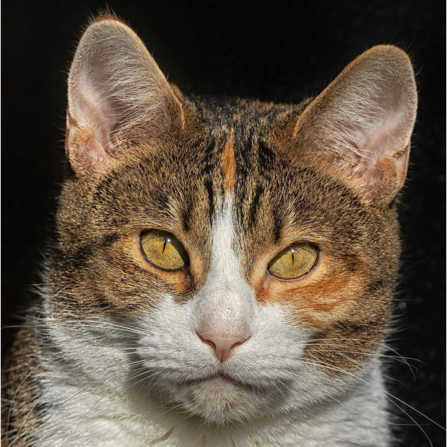 Both Hannah & Luke's first cat - Lilly