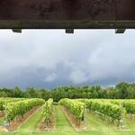 Dancing DragonFly Winery