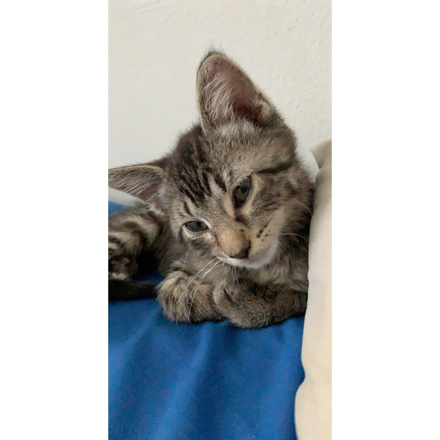 The first morning after adoption. Bart making himself comfy on the pillows.