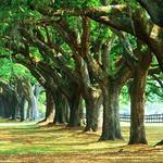 Boone Hall Plantation & Gardens