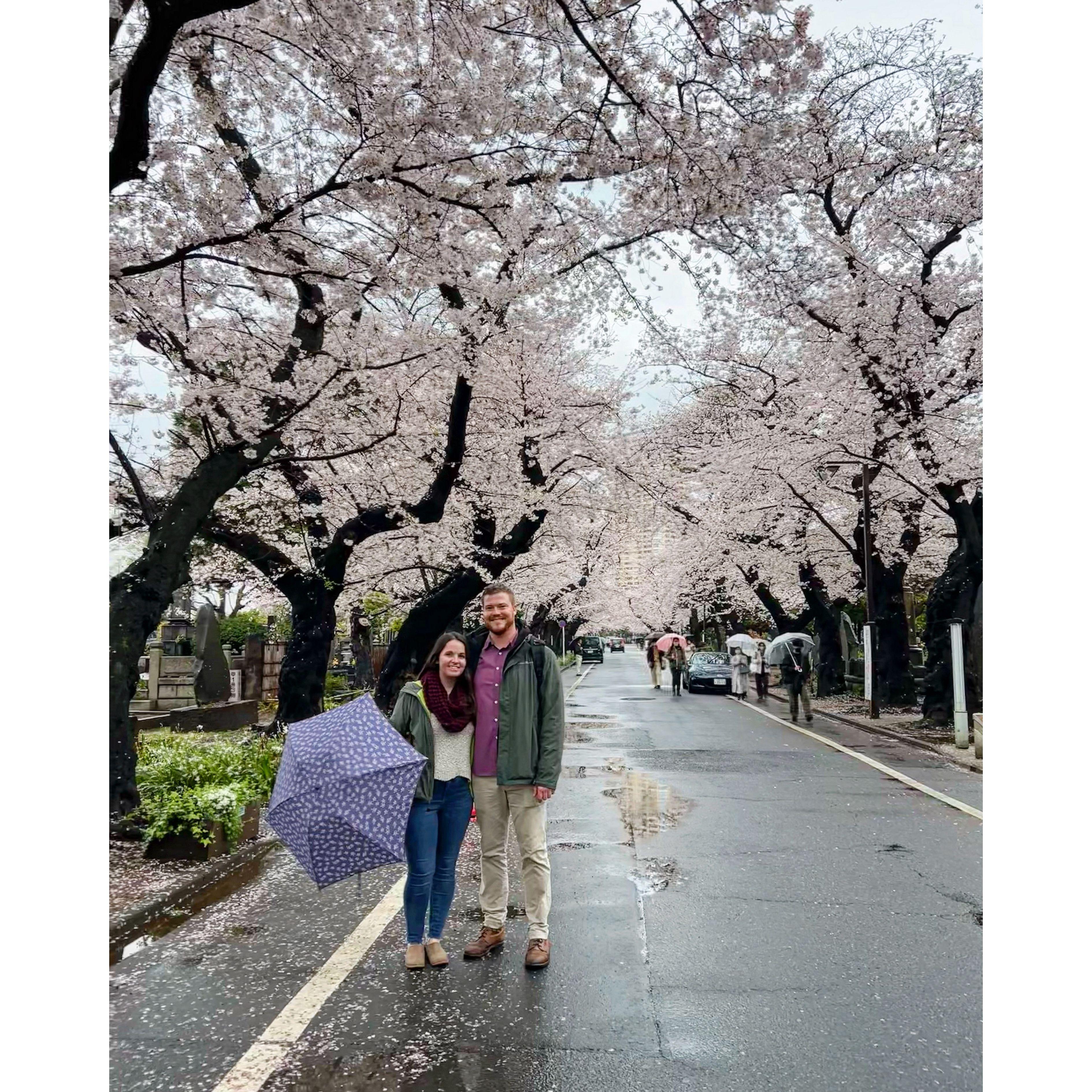 2023 - Visiting Japan during sakura/cherry blossom season