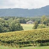Jones von Drehle Vineyards