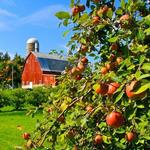 Aamodt's Apple Farm