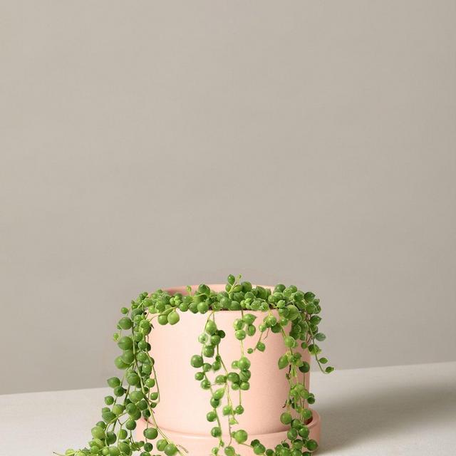 String of Pearls