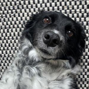 Dog Trainer Fund