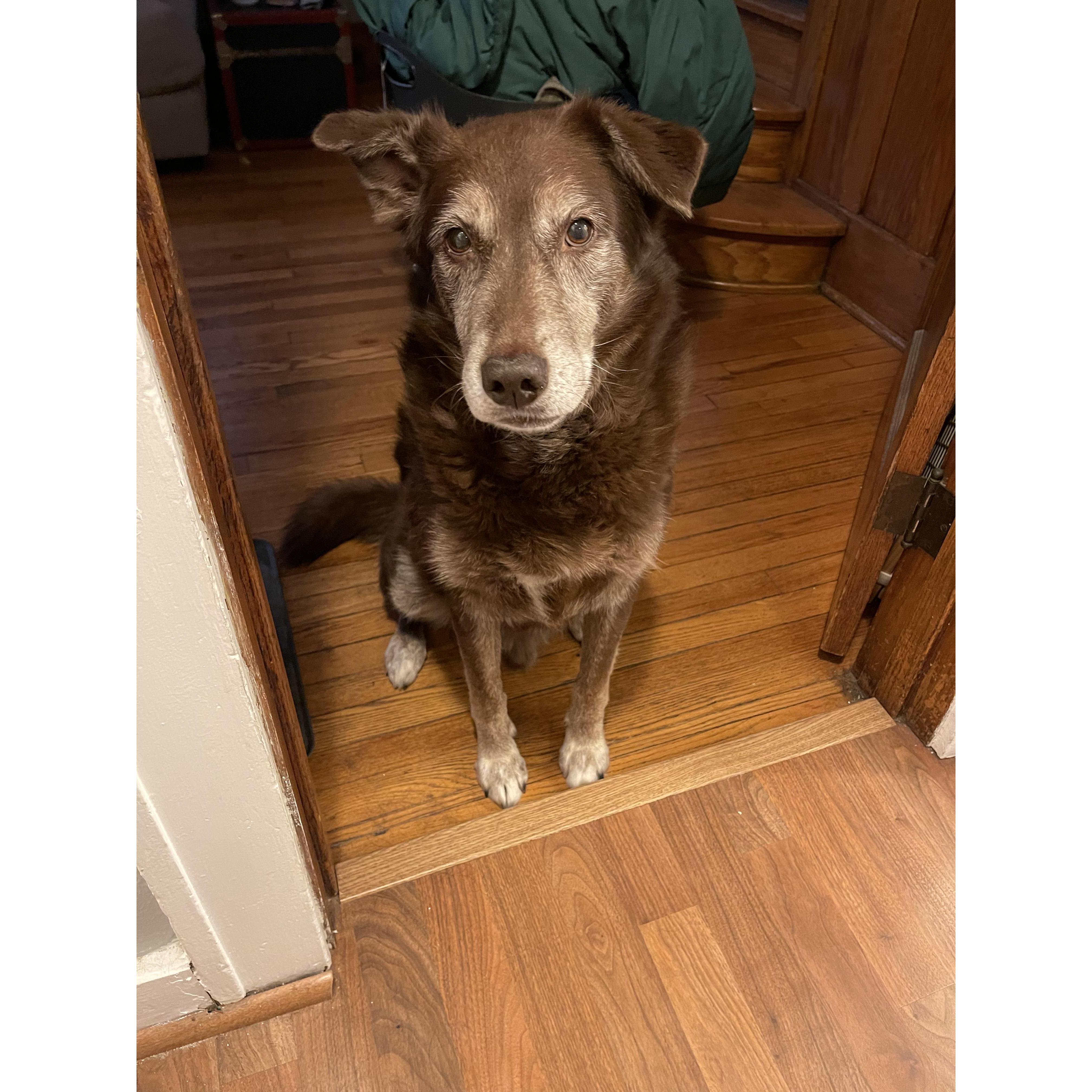 Tucker - the old man of the house!