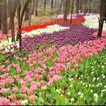 Garvan Woodland Gardens