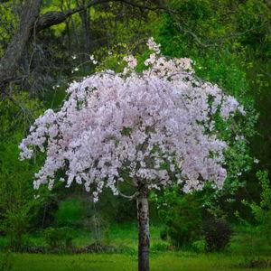 Pink weeping cherry tree for front yard