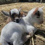 Vega Vineyard and Farm