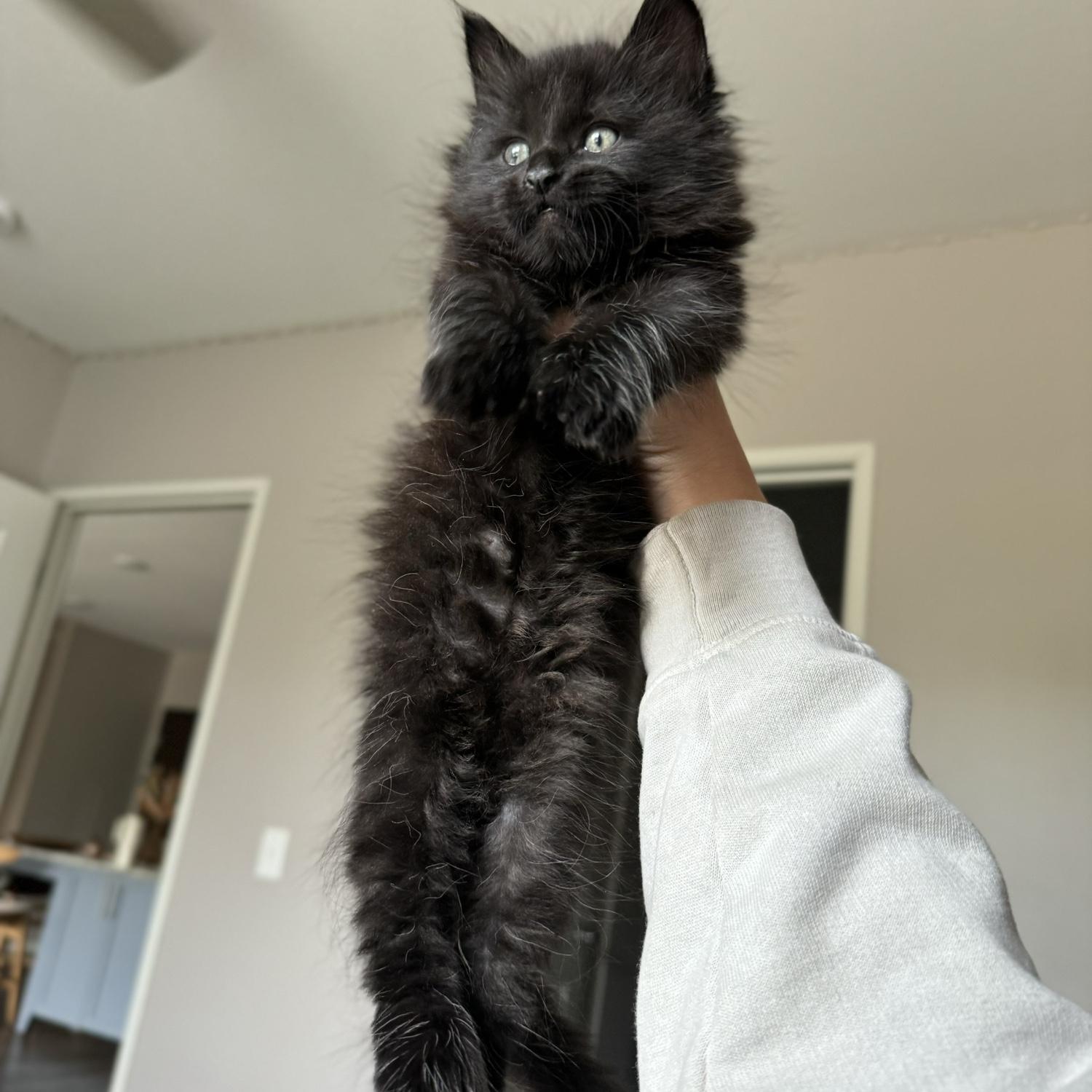 We got our first kitten - Sullivan (Sully)!!