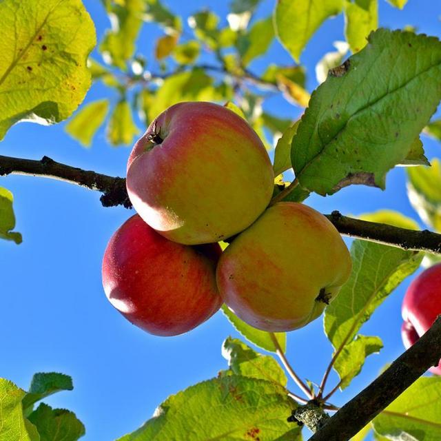 Ambrosia Apple