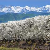 Blossom Trail & Fruit Stands