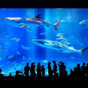 Honeymoon Activity - Okinawa Churaumi Aquarium