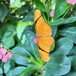 The Key West Butterfly and Nature Conservatory