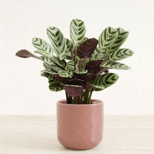 Small Calathea Burle Marxii Plant for Sale | easyplant