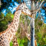 San Diego Zoo
