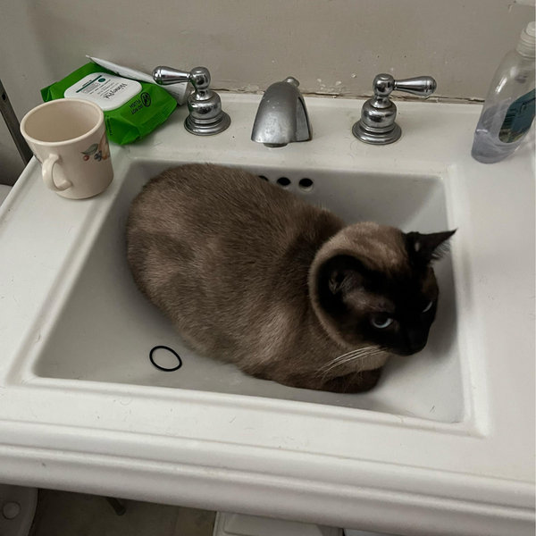 Pet necessities