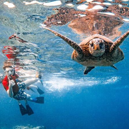 Maui Snorkeling Adventure to Molokini and Turtle Town