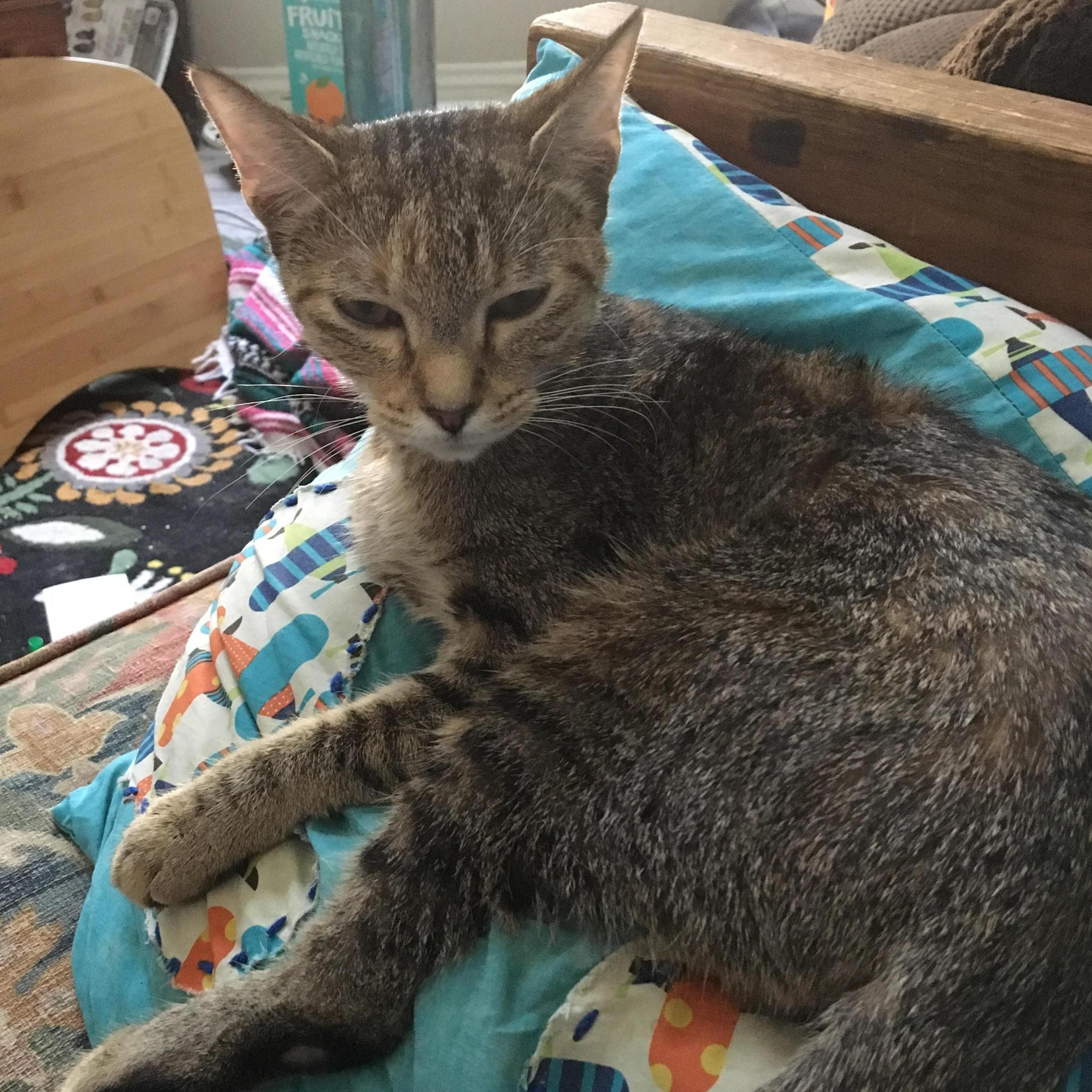 Amelia, our third fur baby.