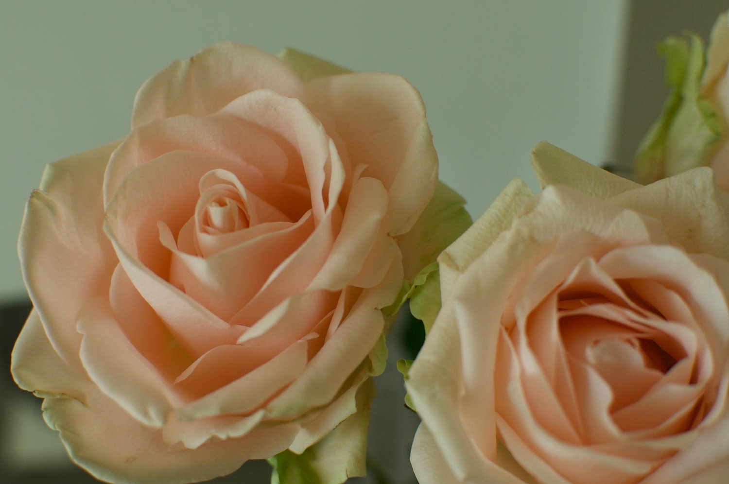 The Wedding Website of Mimi Smith and Trevor Wieland