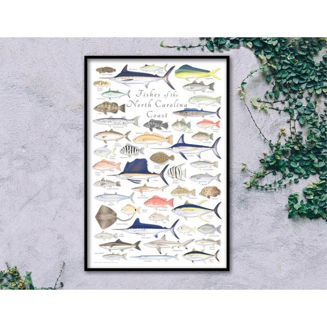 24x36 Fishes of the North Carolina Coast poster, North Carolina fishes, North Carolina poster