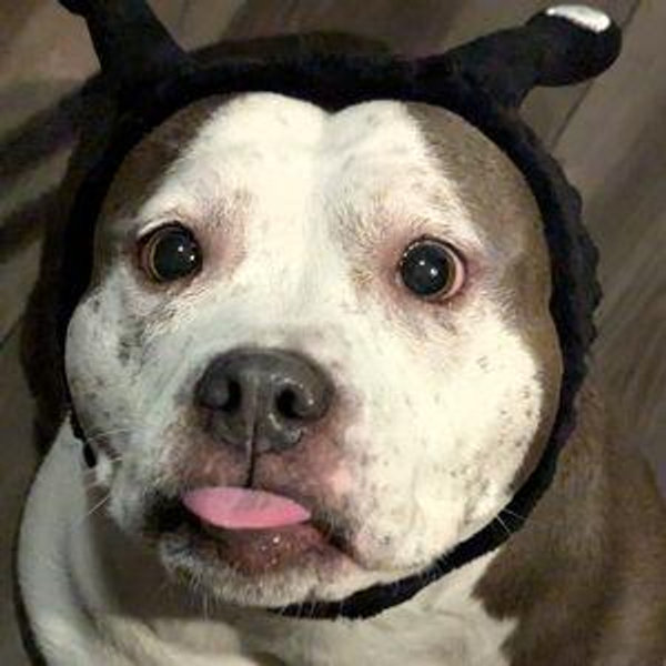 Our Pet Toy Fund