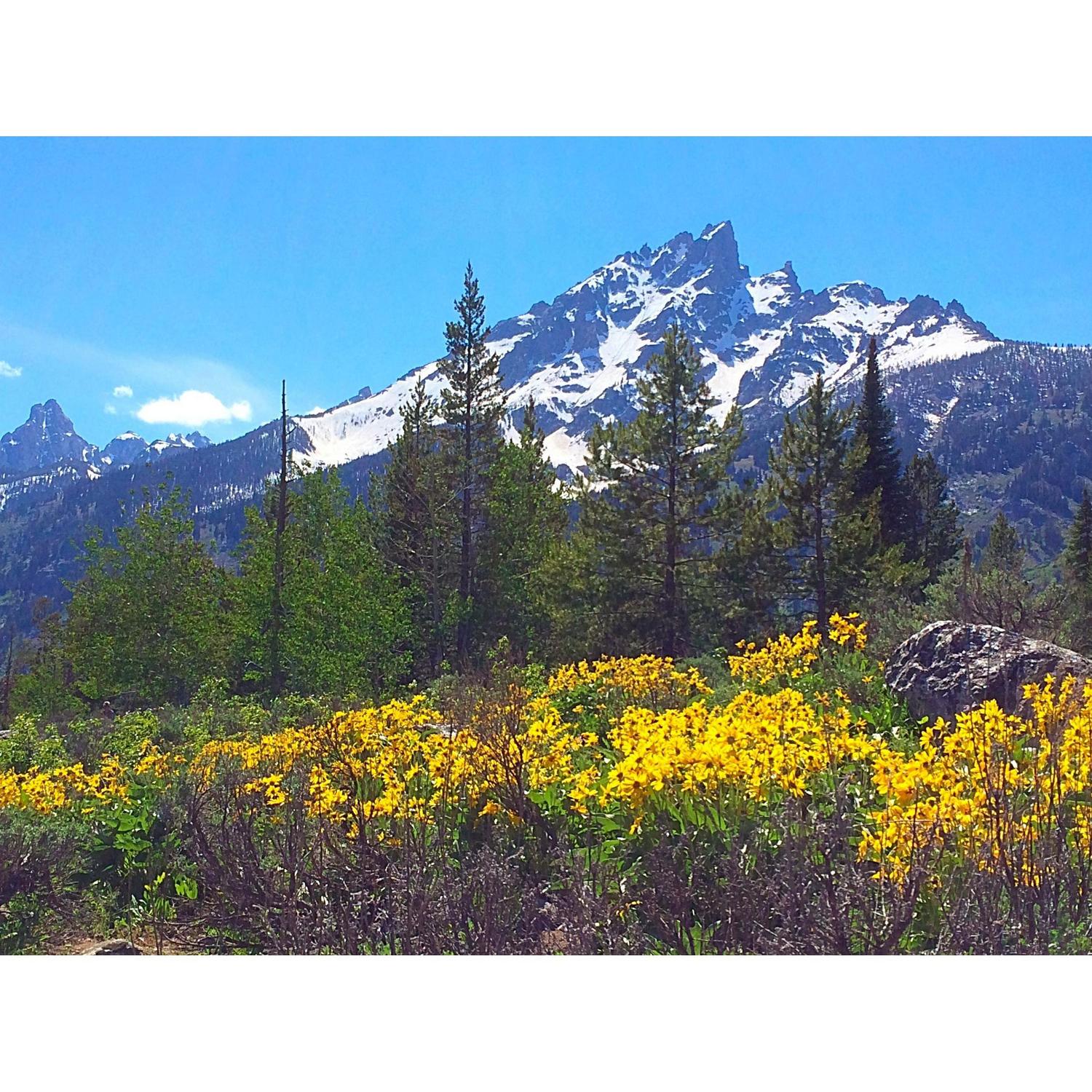 Grand Teton National Park 2014
