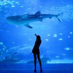 Baltimore National Aquarium