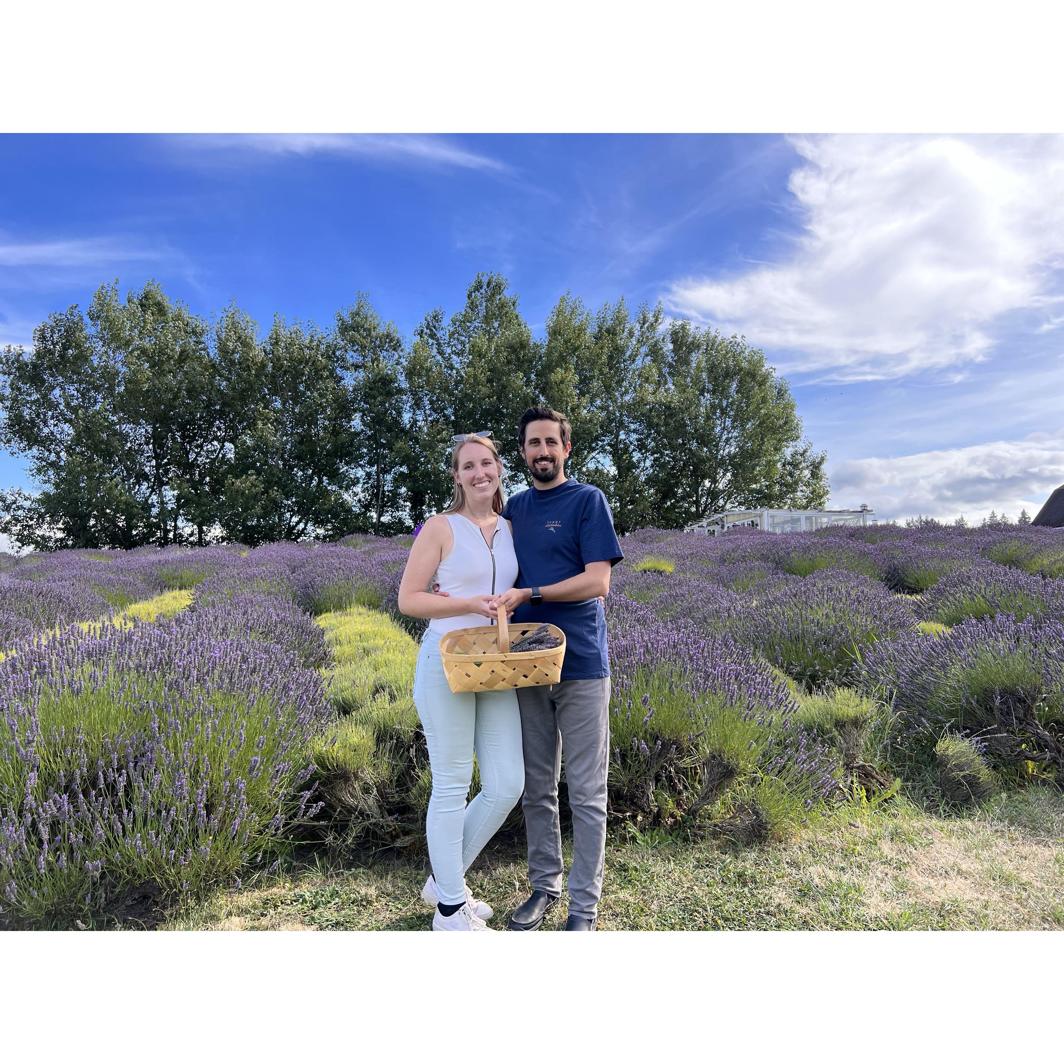 Lavender farm in Sequim visiting Bryan's parents.