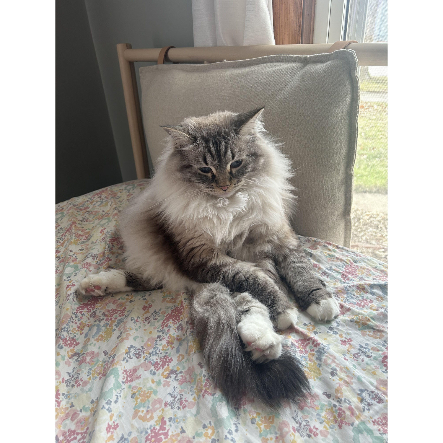 Our cat Blueberry! We can't believe he is 2 years old!