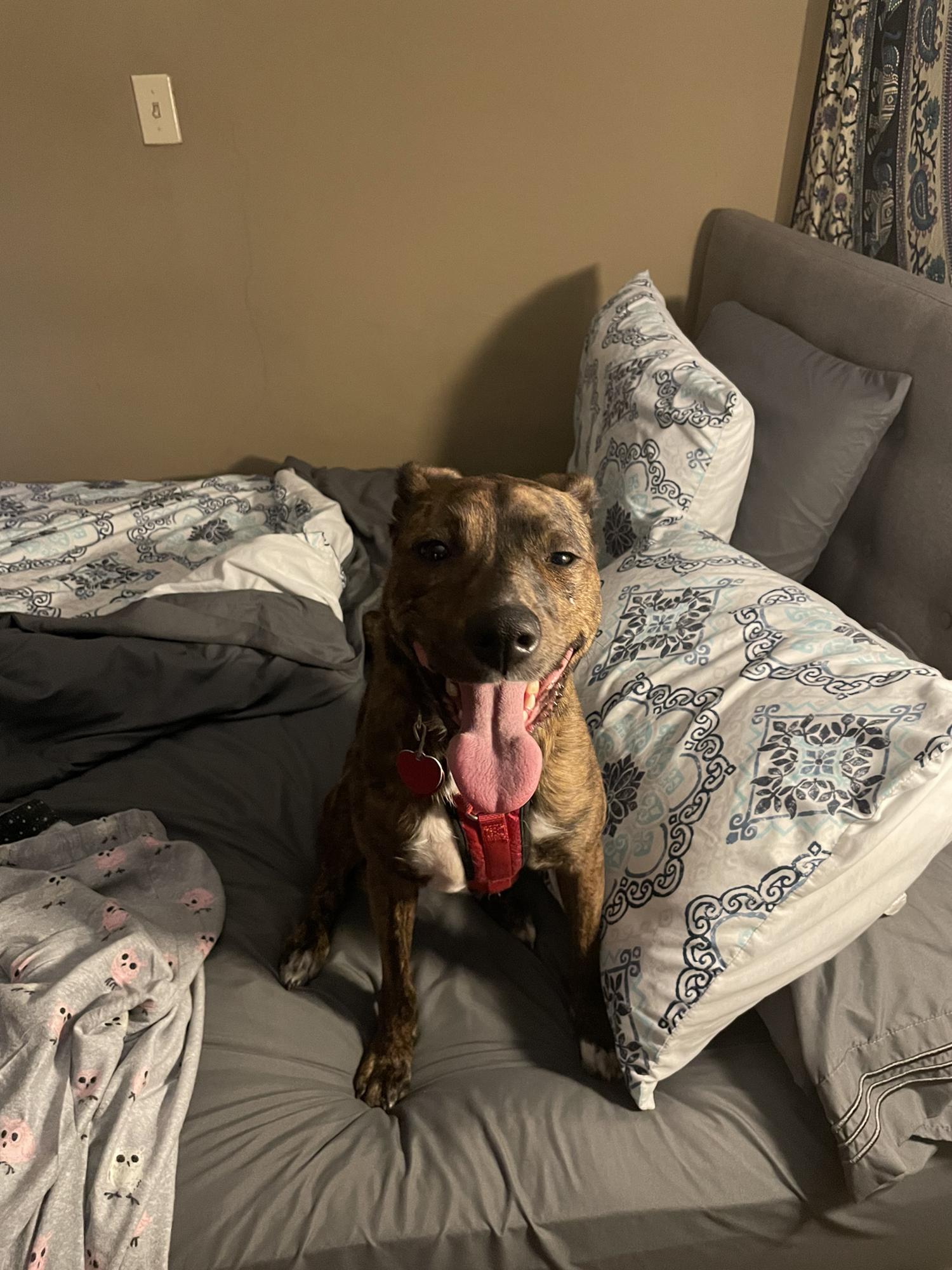 Tigger- our fur child! Essentially William in doggie form with all the energy