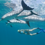 Swim with the Dolphins
