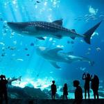 Georgia Aquarium