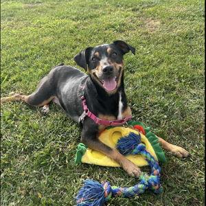 Help Us Upgrade Bailey's Yard