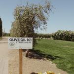 Queen Creek Olive Mill