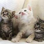 Tiny Lions lounge & adoption Center