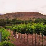 Sedona Wine Tours