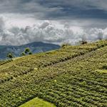 Coffee Tours