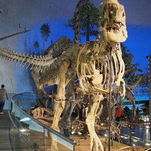 Fukui Dinosaur Museum