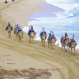 Camel Ride Experience