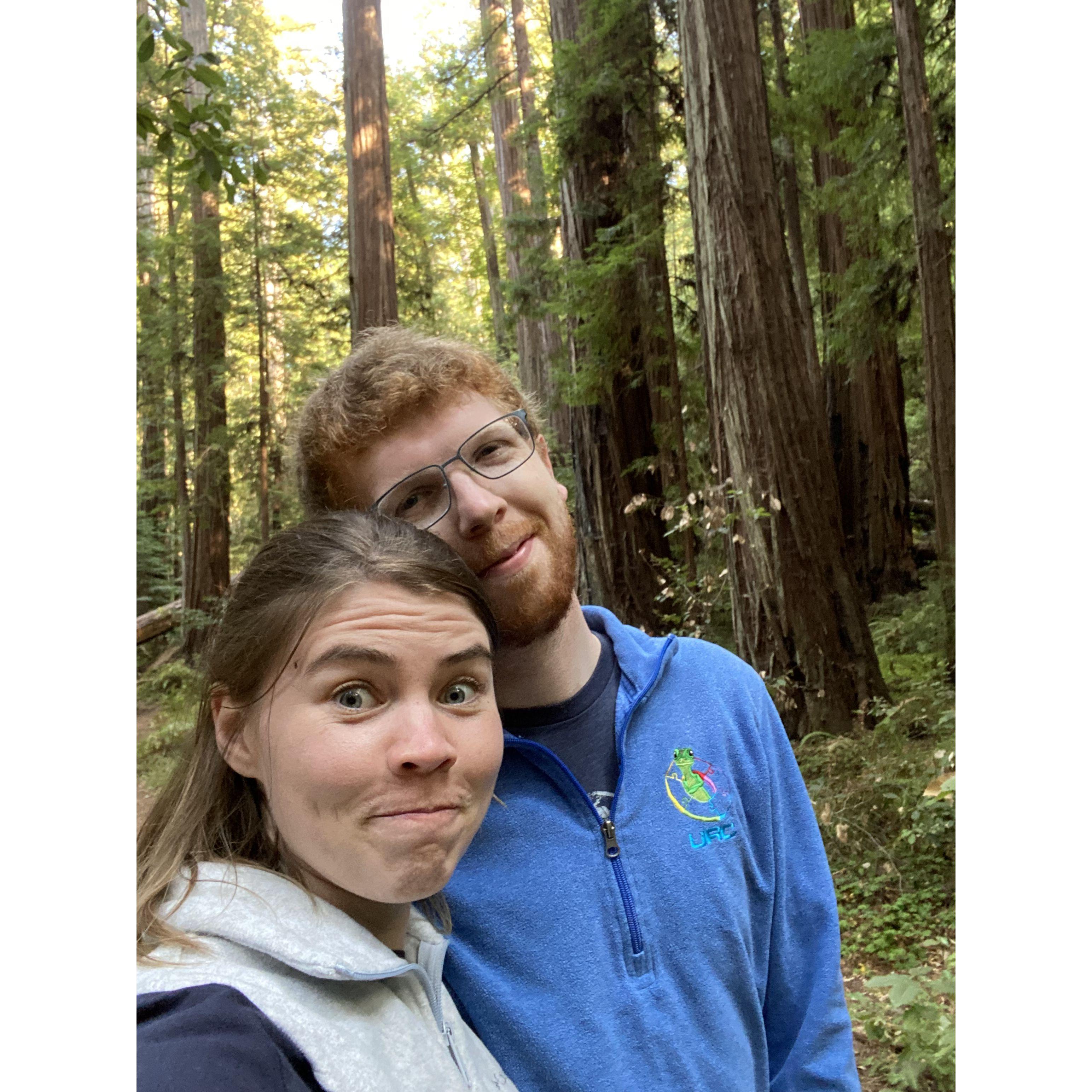 Redwood Forest, California 2020