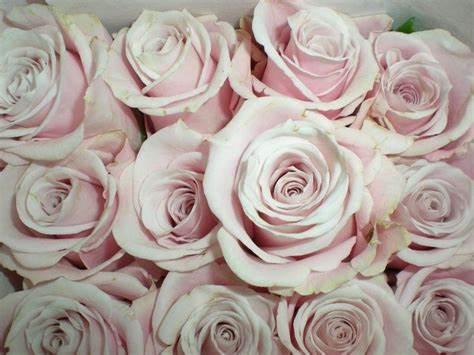 The Wedding Website of MaryAnn DeLeon and Danny Vargas