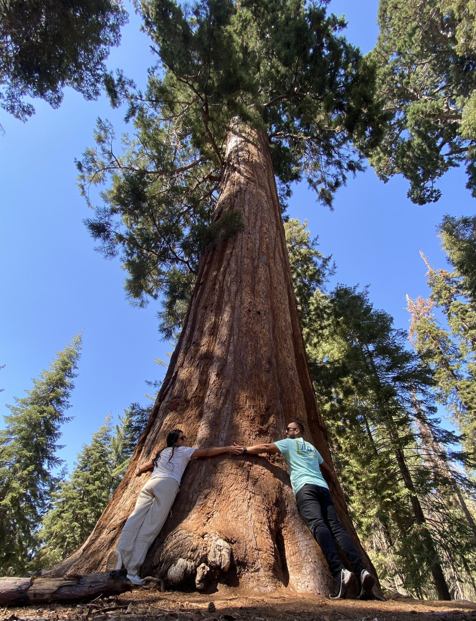 Sequoia park.