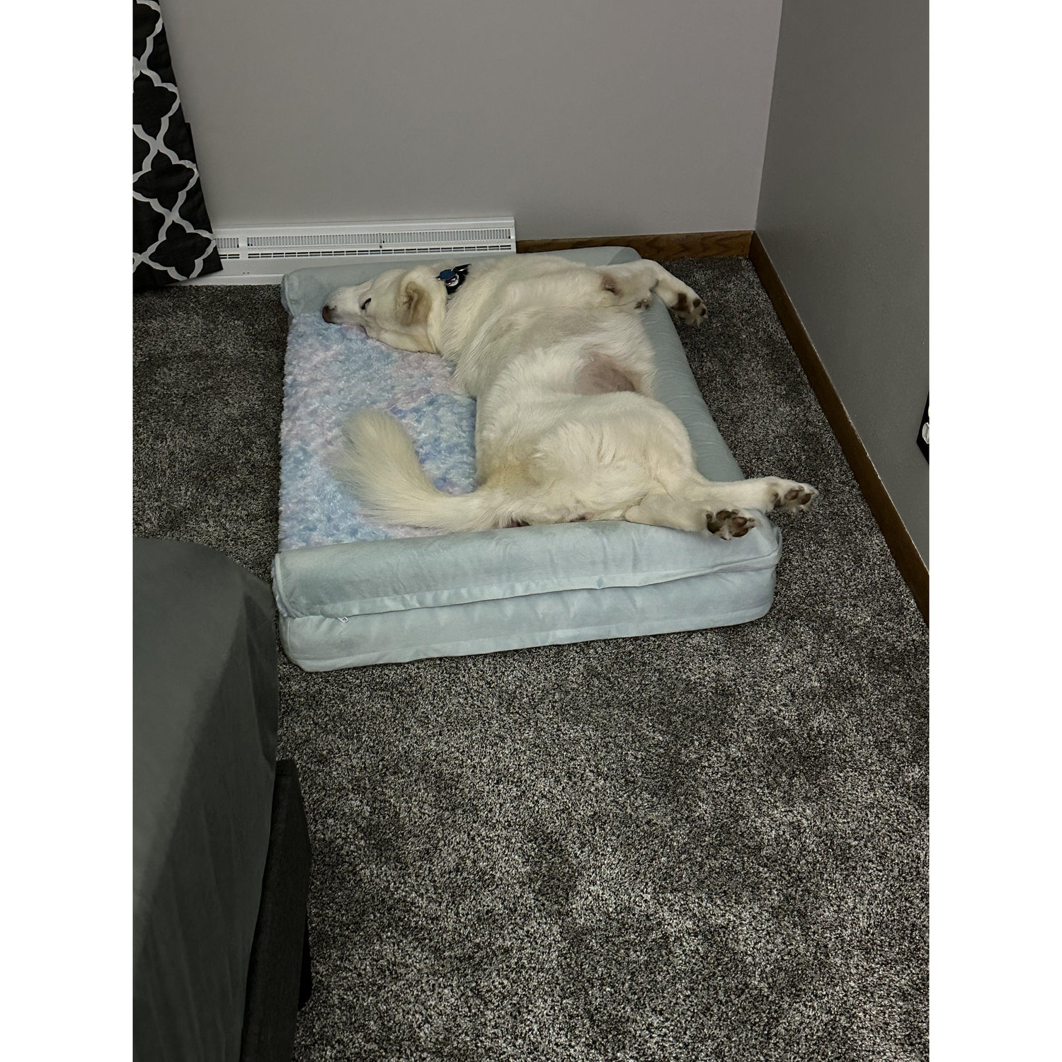 Our girl resting in her bed.