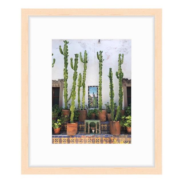 Cacti and Terracotta in San Miguel de...