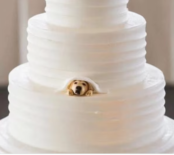 The Wedding Website of Carrie Owen and Michael Crowell