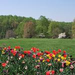 Meadowlark Botanical Gardens