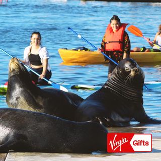 Marina del Rey Kayak & Paddleboard Tour for 2 - Los Angeles