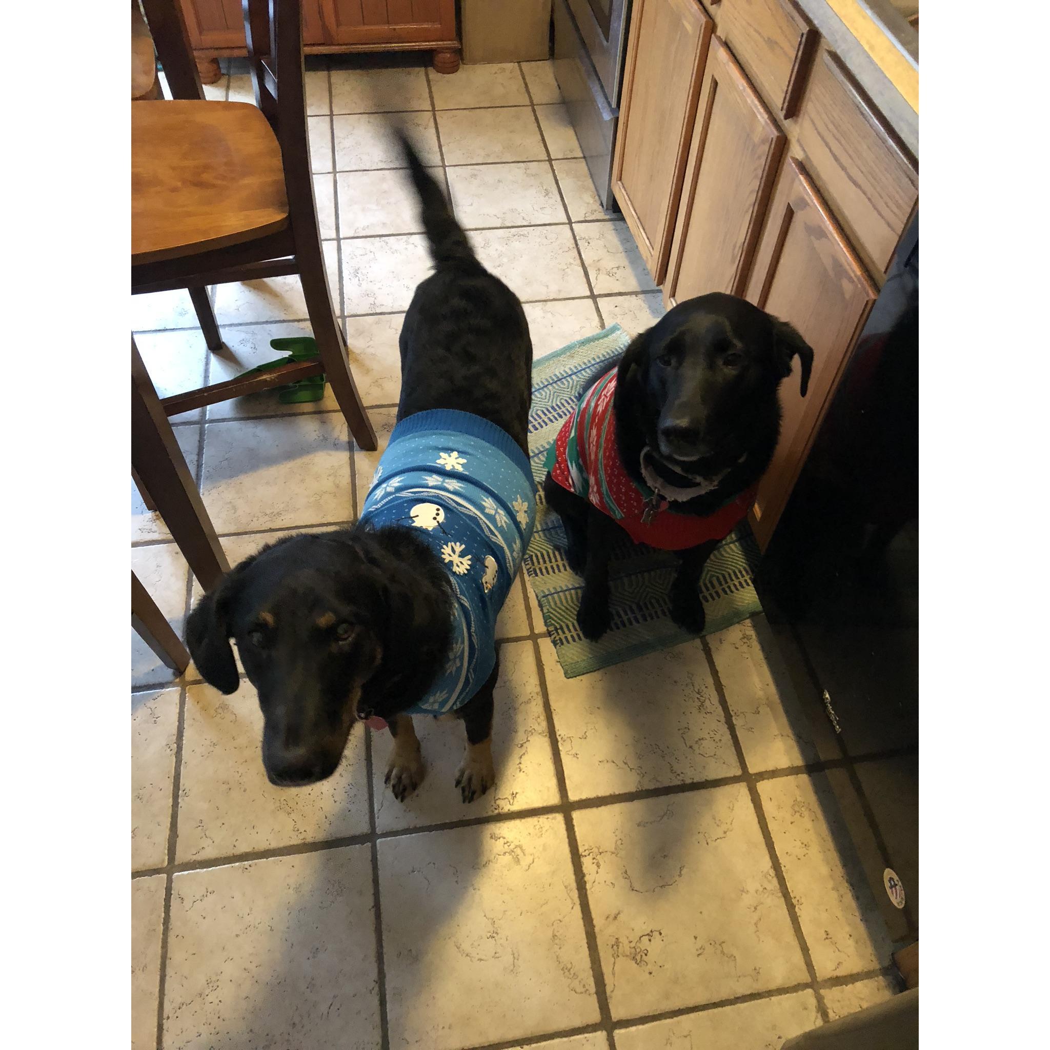 Our pups!